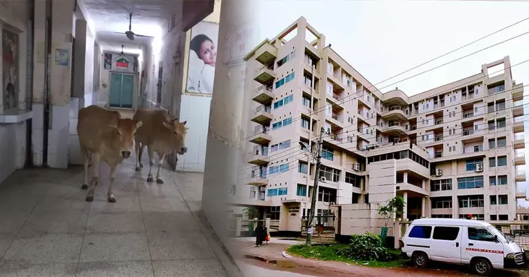 শেরপুর সদর হাসপাতালে গরুর অবাধ বিচরণ